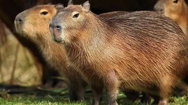 Científicos del CONICET y de la UBA analizaron la situación de los carpinchos en Nordelta
