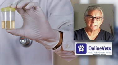 El examen de Orina – Parte 2