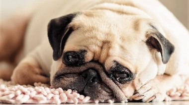 La dermatitis atópica es una de las enfermedades cutáneas más frecuentes en caninos