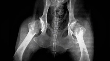 Novedoso método de rejuvenecimiento articular en perros