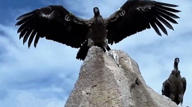 Liberaron siete cóndores en la costa de Río Negro