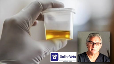 El examen de Orina – Parte 3