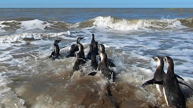 14 pingüinos volvieron al mar después de ser rehabilitados