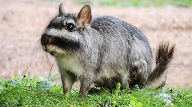 Vizcachas: al igual que los carpinchos son motivo de conflicto entre los vecinos de countries