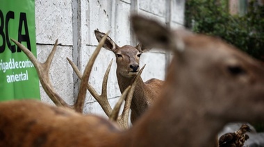 Decomisan productos de fauna silvestre en San Justo y Florencio Varela