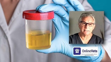 EL EXAMEN DE ORINA (Parte 4)