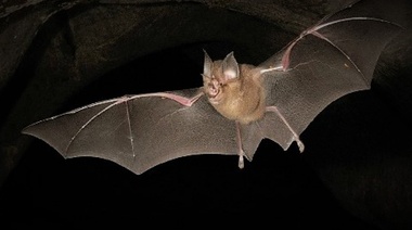 La resistencia de los murciélagos al SARS-CoV-2 podría ser clave para nuevos tratamientos