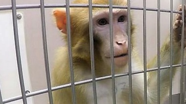 Se acerca el fin de los experimentos con animales en Europa