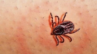 Especialista afirma que en Argentina hay casos autóctonos de Lyme