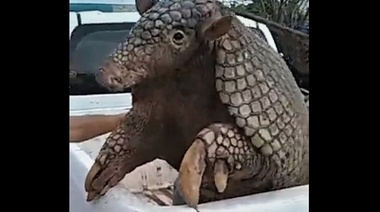 Liberan en una reserva natural a un enorme ejemplar de tatú carreta