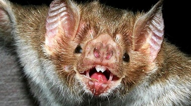 Rabia paresiante: Se extendió desde el 2015 la superficie afectada por la enfermedad