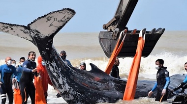 Dos exitosos rescates de ballenas en menos de 48 horas en la costa bonaerense