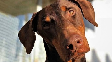 La prevalencia de leishmaniosis está relacionada con las razas caninas