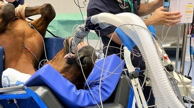 La tasa de mortalidad global por anestesia general en equinos es del 1%