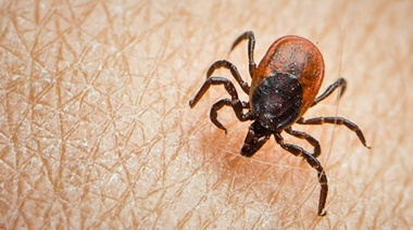 Identifican un virus desconocido hasta ahora que se transmite por garrapatas