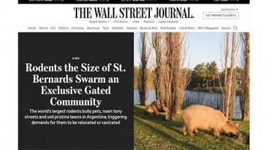 Los carpinchos de Nordelta son noticia en EE.UU