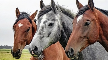Revelan importantes conocimientos sobre el diagnóstico de estrangulamiento en caballos