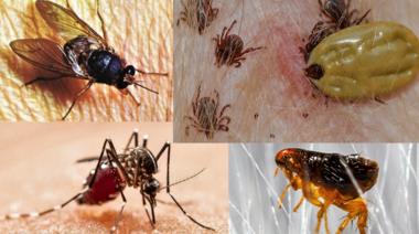 Más de 700.000 personas mueren cada año a causa de enfermedades transmitidas por vectores