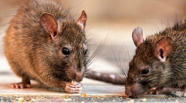 La leptospirosis es una de las principales causas zoonóticas de morbilidad y mortalidad