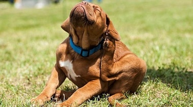 Doctor, mi perro no para de rascarse…