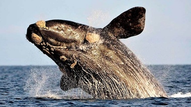 El calentamiento del océano pone en peligro la supervivencia de la ballena franca austral
