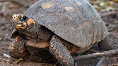 Reinsertan 40 tortugas yabotí en el Parque Nacional El Impenetrable