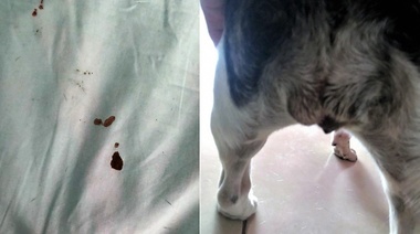 ¿Cuál es tu diagnóstico?