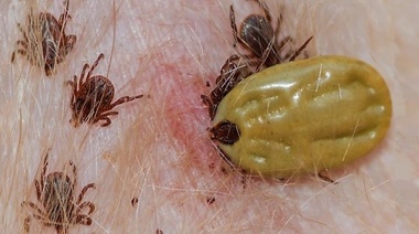 ¡Cuidado Garrapatas!