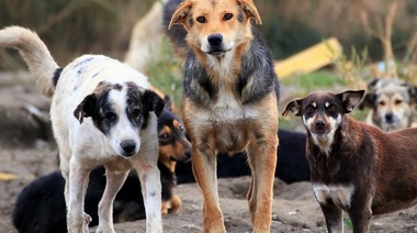 ¿Por qué tantas malas noticias sobre agresión canina?