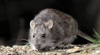 Una mujer murió de hantavirus en Tucumán
