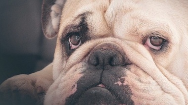 ¿Nacidos para sufrir?