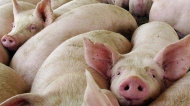 ¿Qué dice la Alerta Sanitaria del Senasa sobre la Peste Porcina Africana?