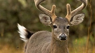 Veterinarios de EE.UU alertan de la rápida propagación del SARS-CoV-2 en los ciervos de cola blanca