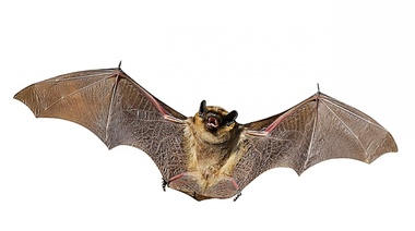 Nueva campaña de concientización sobre los murciélagos y la prevención de la rabia