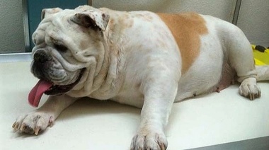 ¿Cuál es su diagnóstico?