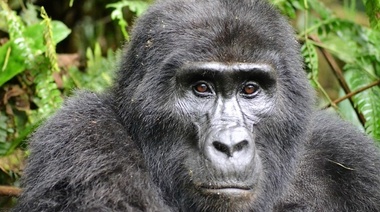 La acelerada tasa de extinción de especies podría poner en peligro la salud de los ecosistemas