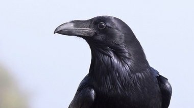 Demuestran que los cuervos son tan inteligentes como los grandes simios