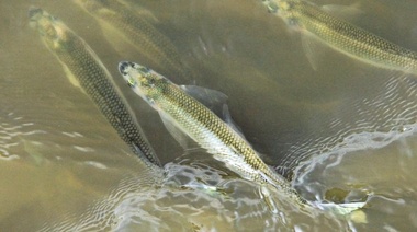 Repoblarán con pejerreyes las lagunas bonaerenses