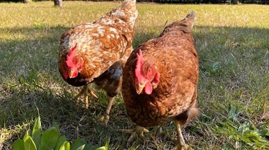 Piden a los países mayor vigilancia y notificación ante casos de influenza aviar