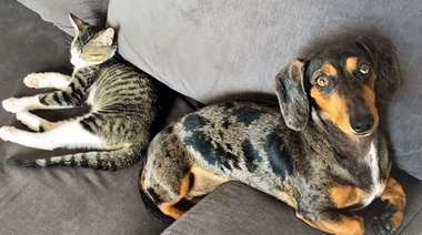 Aumenta la resistencia a los antimicrobianos en perros y gatos