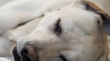 Diagnóstico y evolución a largo plazo en perros con signos intracraneales de aparición aguda