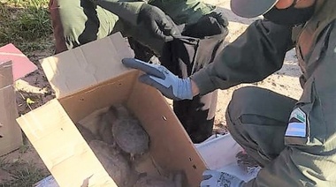 Rescatan animales silvestres en un control vial