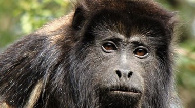 El Mono Aullador o Mono Carayá es por ley el nuevo Monumento Natural de Corrientes