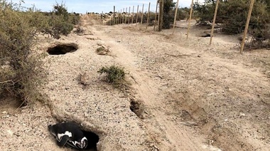 Abrieron un camino en medio de una colonia de pingüinos provocando un desastre ambiental