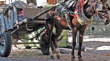 Ituzaingó prohibió la tracción animal