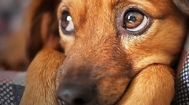 ¿Qué hacer y cómo actuar con las mascotas ante situaciones de catástrofes?