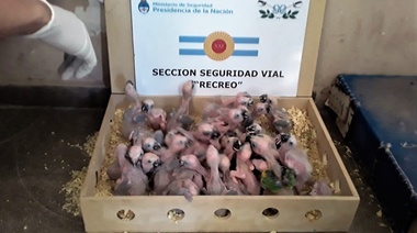 Rescatan 154 pichones de loro hablador