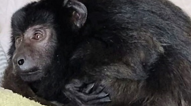 El daño ecológico y a la salud pública del nefasto negocio del "Mascotismo"