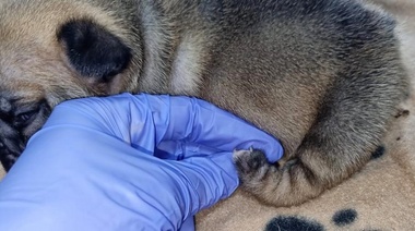 ¿Cuál es su diagnóstico?