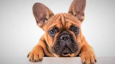 El Bulldog Francés ya no puede considerarse un “perro normal”